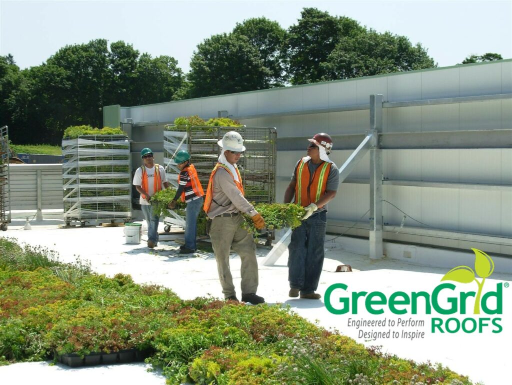 Comprehensive Guide to Green Roof Installation: Essential Steps and Best Practices