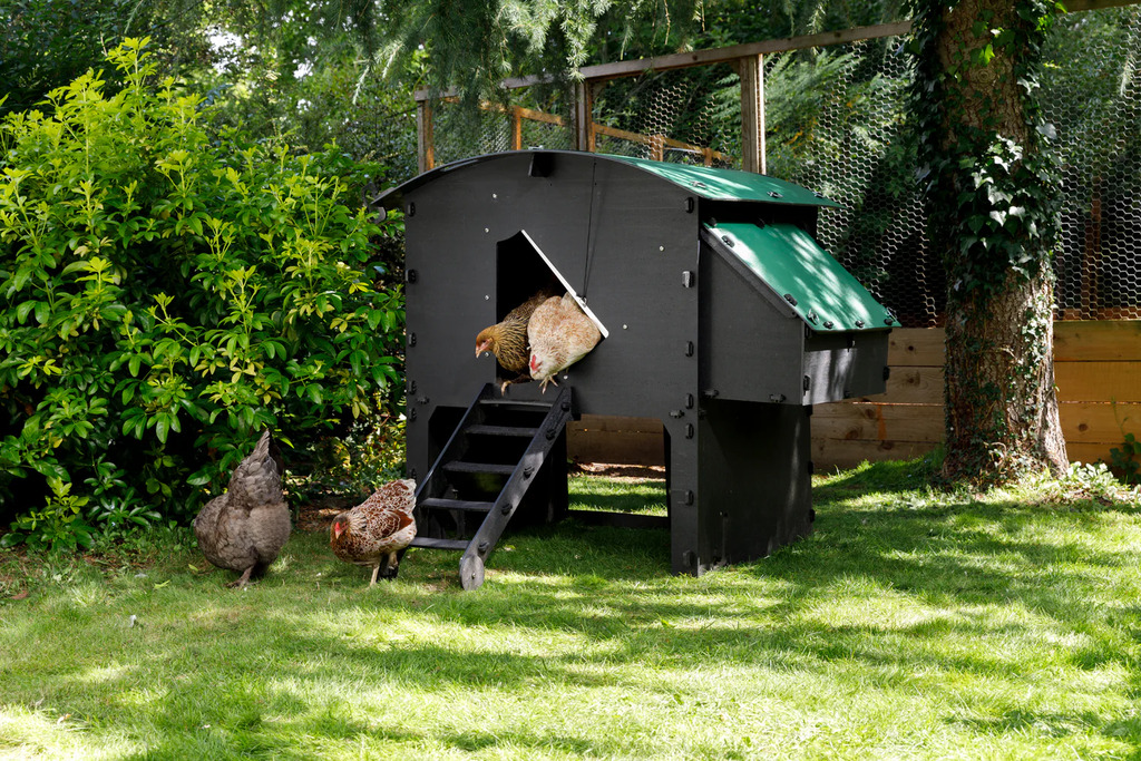 Coop Couture: Designing Stylish and Functional Chicken Coops